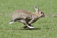 Rabbitrun
